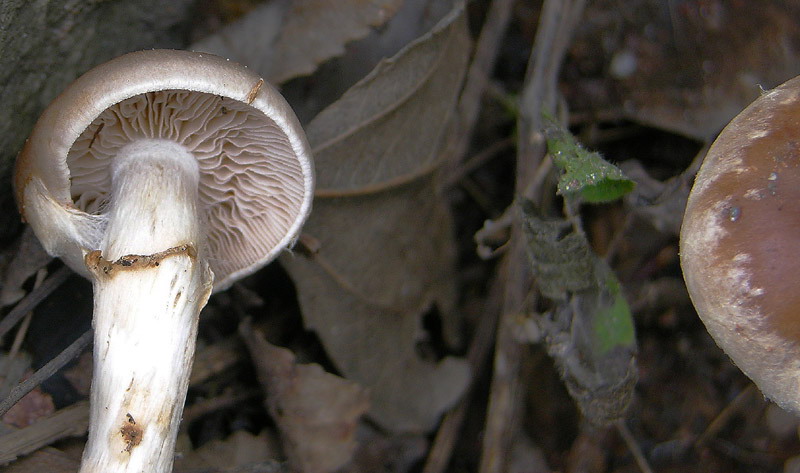 Quiz: un Genere poco rappresentato nel forum